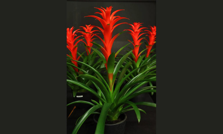 bromelias_24102024100212