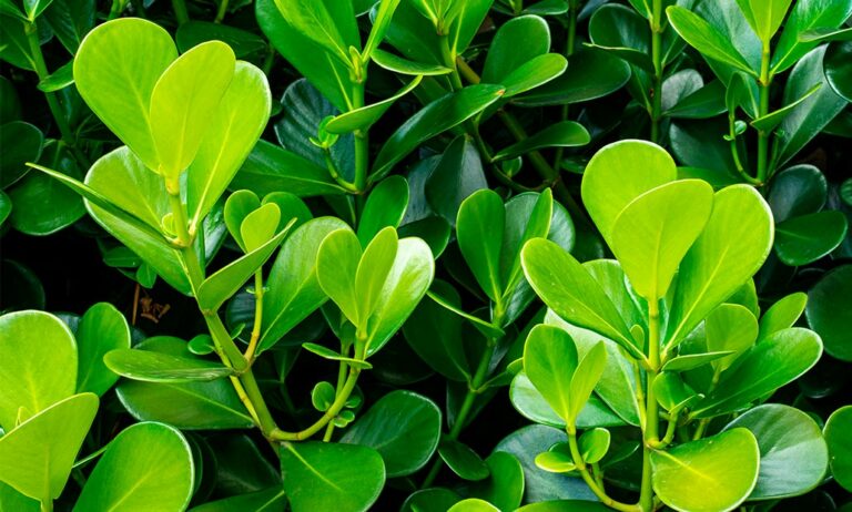 buxus_17052024095259_07012025091246
