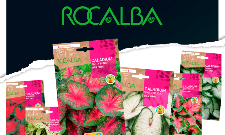 caladium_12042024090313