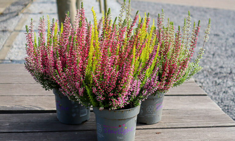 calluna_hamiplant_21082025103527