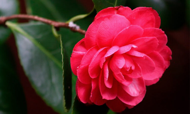 camelias-espanya_26062023094624