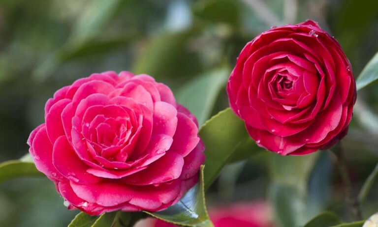 camelias-guiaverde_07022020130713