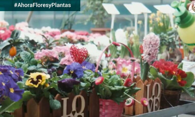 centros_de_jardineria_fase_1_11052020080957
