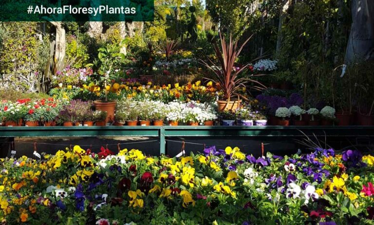 centros_de_jardineria_fase_1_covid_14052020065918