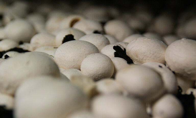 champinones_27052021112025