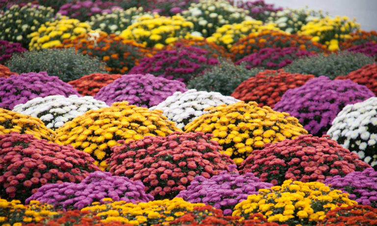 chrysanthemum_08112022101326