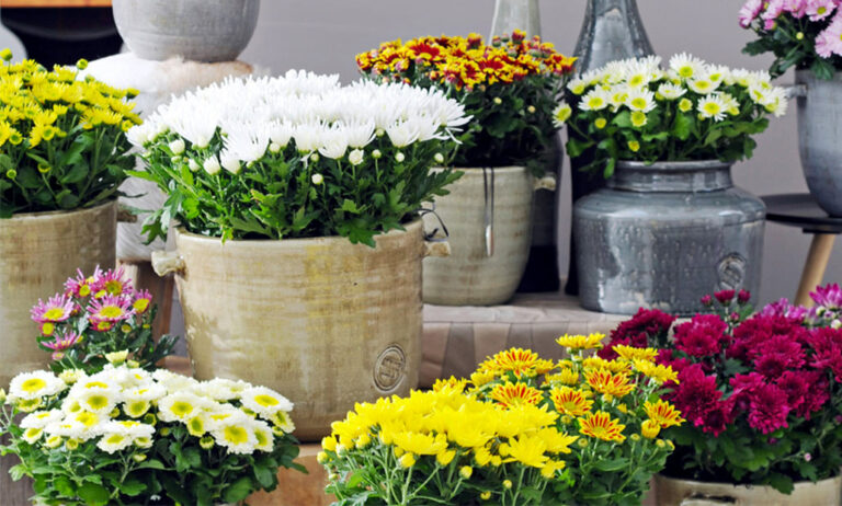 chrysanthemum_vidaverde_10102025130837