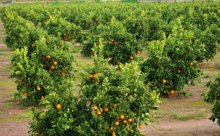 AppleMark