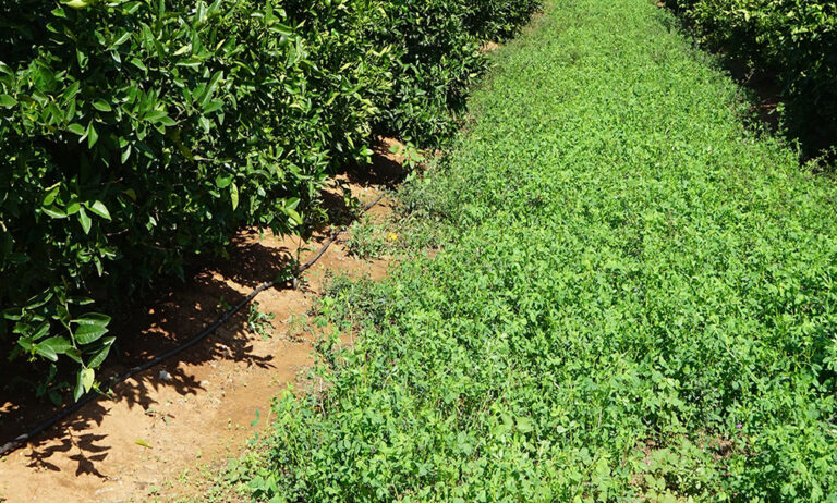 citricos_insumos_02042020080716