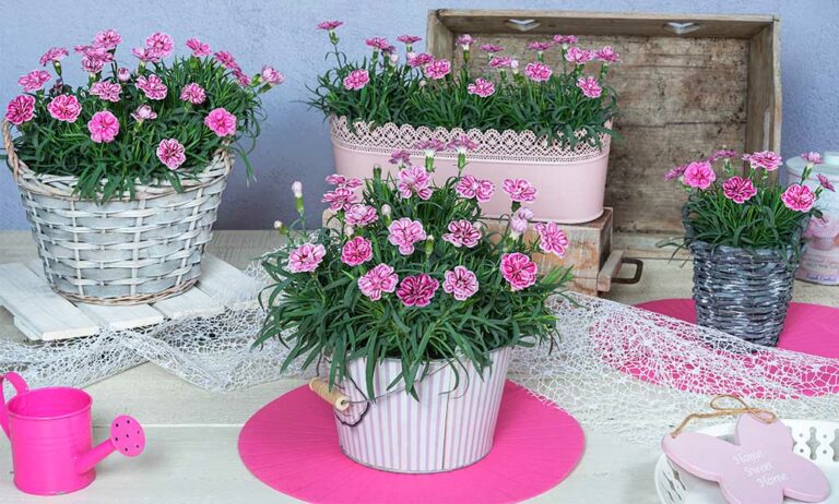clavel_dummen_21032023093654