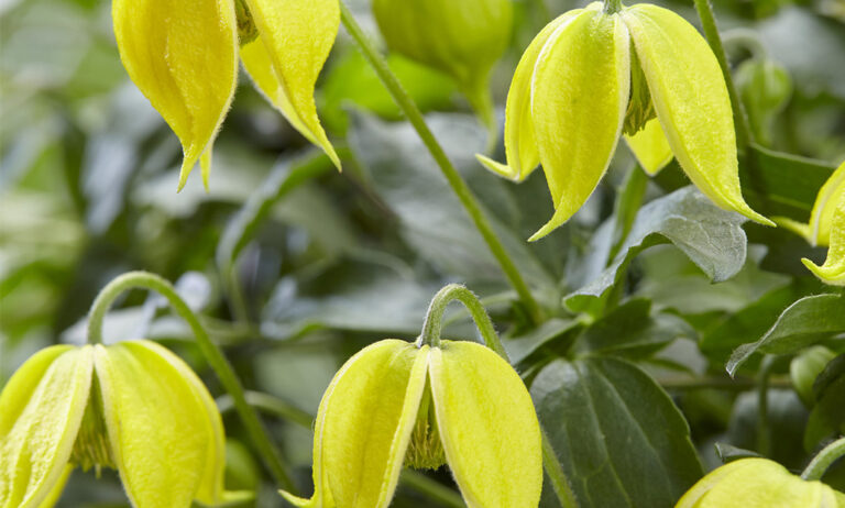 clematis_little_lemon_22082019111217
