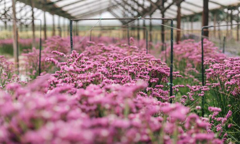 colvin_plantas_online_13052022101604
