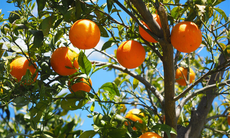 cotonet_naranjas_10092020065739