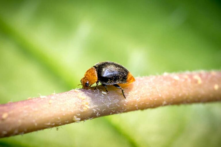 cryptolaemus-montrouzieri-koppert_04082020071629