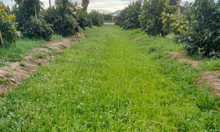 cubiertasvegetales_09042024091017