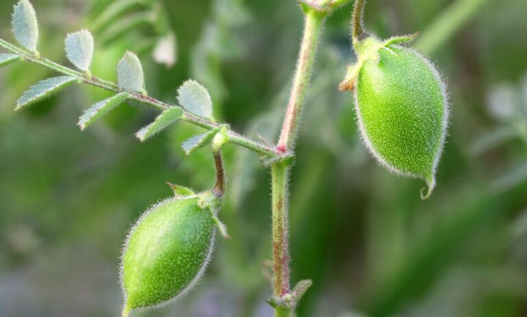 cultivo_de_garbanzos_10022020082217