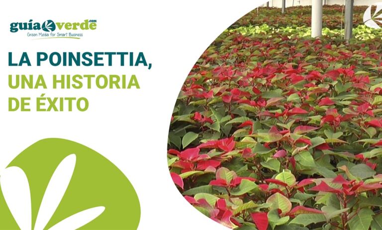 cultivo_de_la_poinsettiaeneuropa_26102022102411