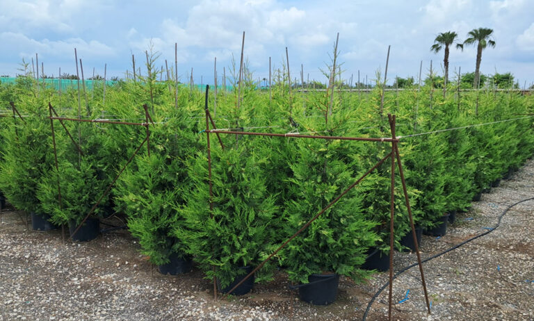 cupressus_lylandii_excalibur_25l_pm_2_20122024092919