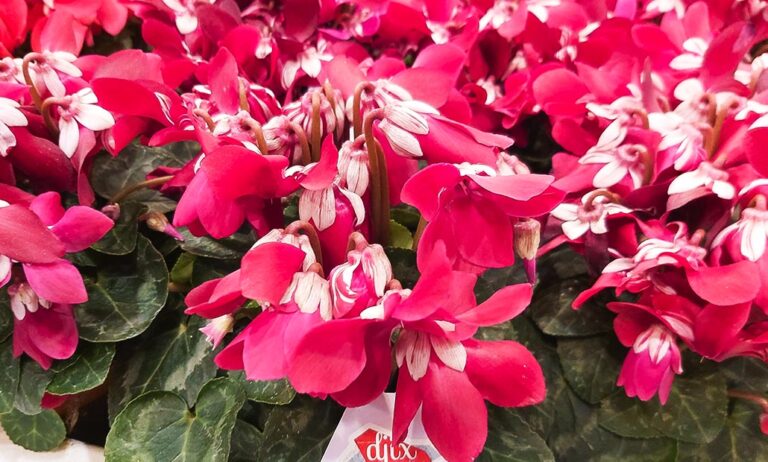 cyclamen_01022023155713