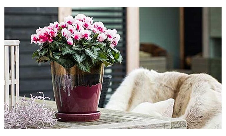 cyclamen_syngenta_25102021110914