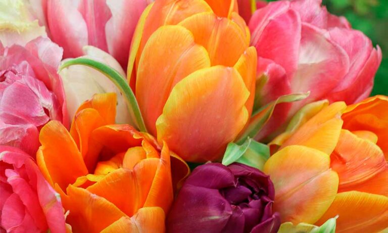 dia_de_la_madre_tulipanes_29042022130342