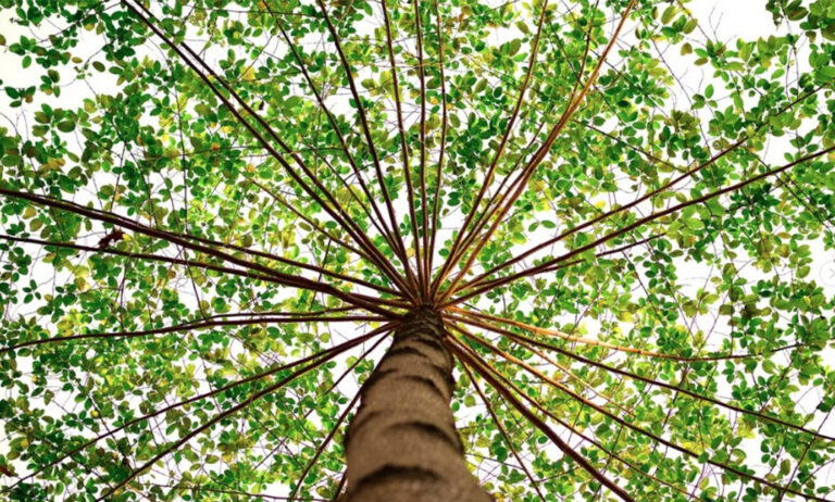 diamundialdelatierra_22042022085004