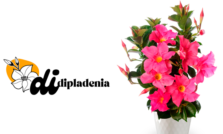 didipladenia_24102024115128
