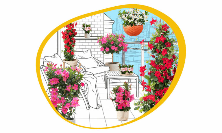 didipladenia_26062025094916