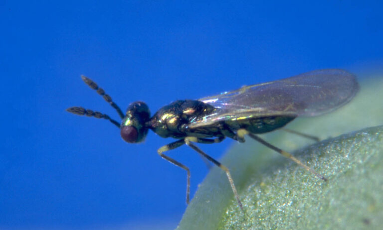 diglyphus_isaea_koppert_18052020093557
