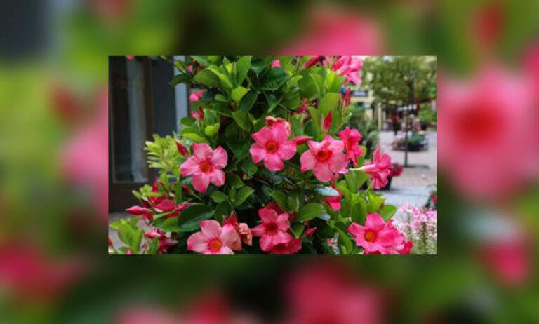 dipladenia_pom_06052024083111
