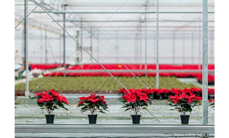 encuesta_poinsettia_26052022100447