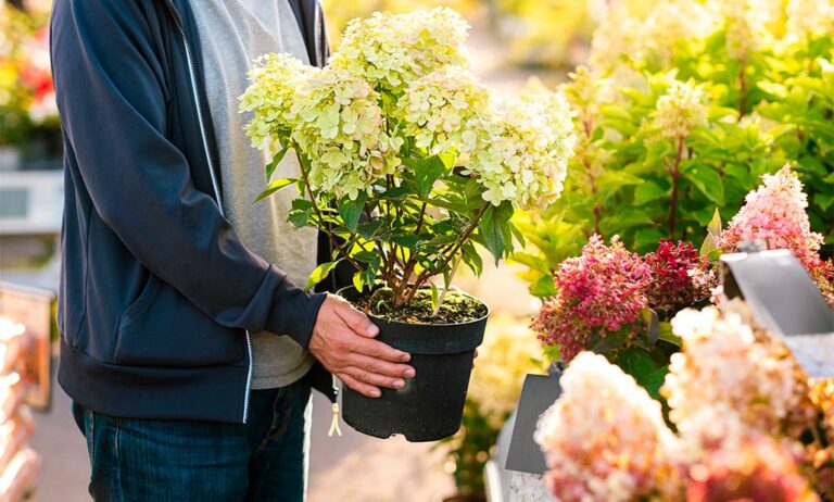 estudio-compradores-planta-espana_27062025104338