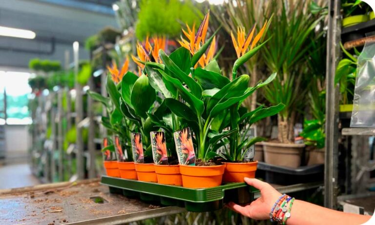 europlanttray_25062024090959