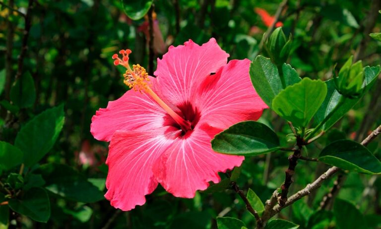 exportaciones_plantas_espana_27062023090942