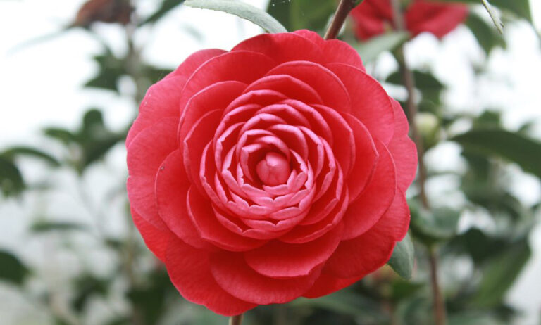 fepexcamelia_28112022094140
