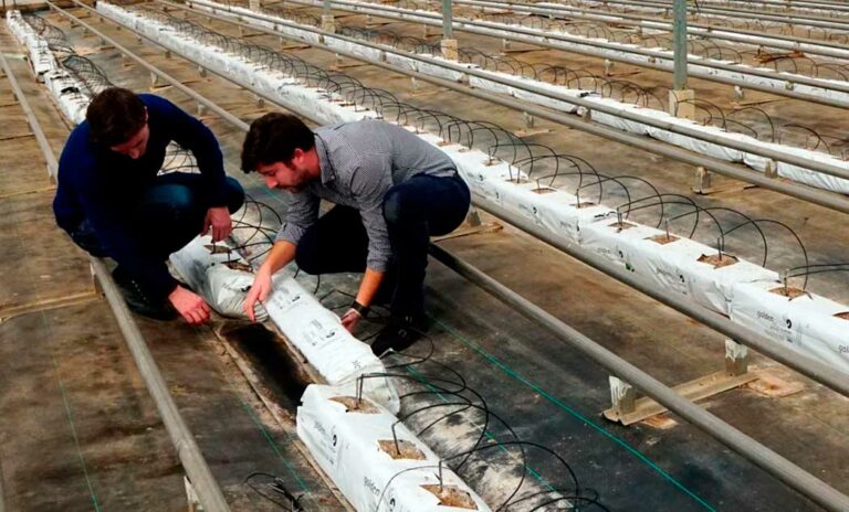fertilizacion-de-cultivos-horticolas-con-bioestimulantes-en-murcia_22052025120326