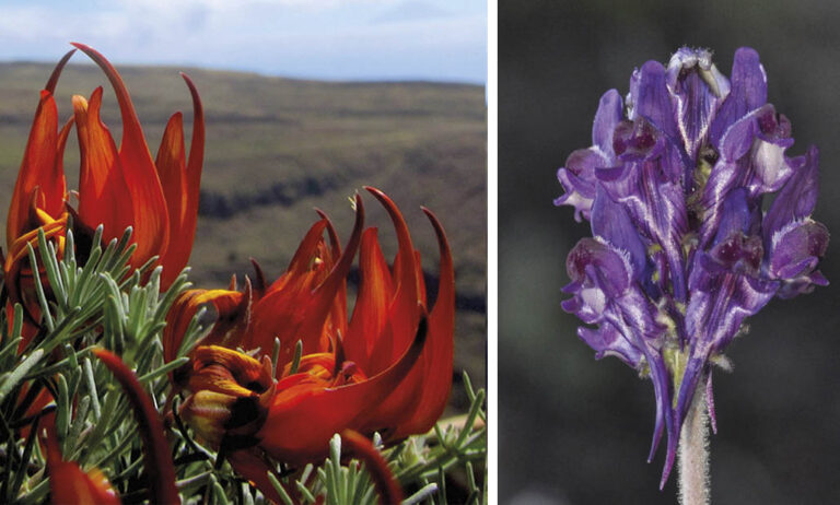 flor_lagomera_sierra_de_gredos_15012020081843