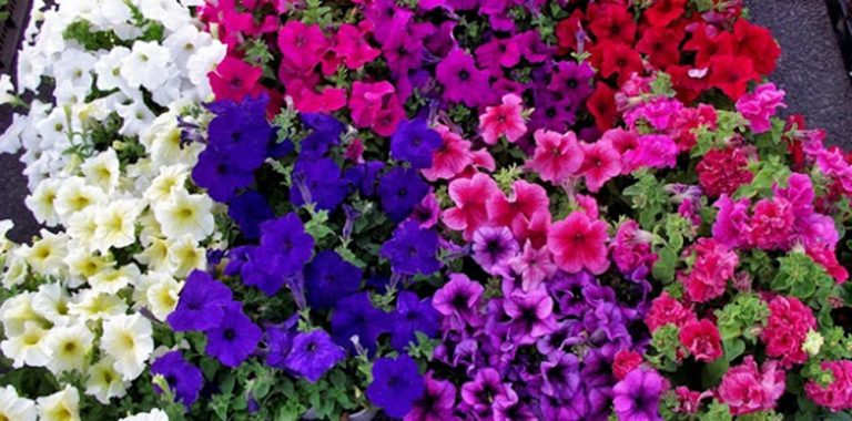 flores-para-decorar-la-casa-en-primavera1-768x380_03042019112038