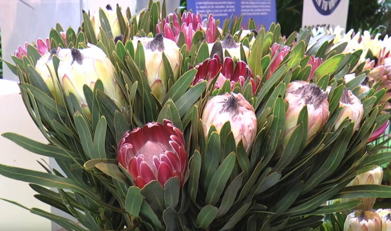 flores_en_flower_and_garden_20082019075809_04102019085253_25082020095321