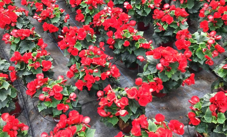flores_gv_28022020122230