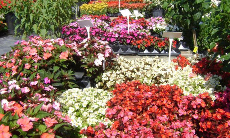 flores_y_plantas_06042021085916