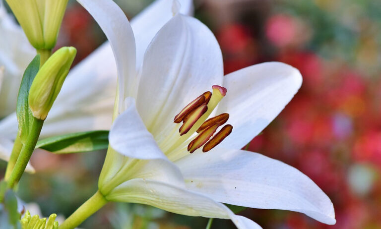 flores_y_plantas_mas_usadas_en_perfumeria_16102023100610