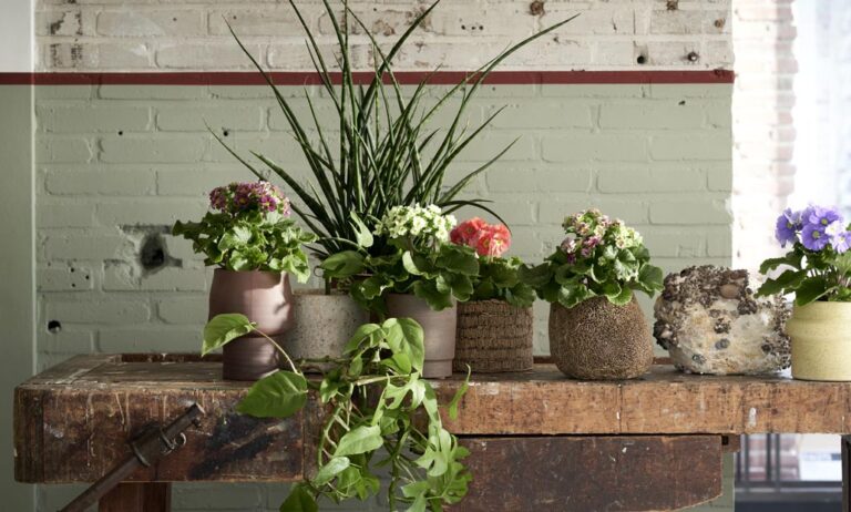 flores_y_plantas_otono_invierno_19072021102951
