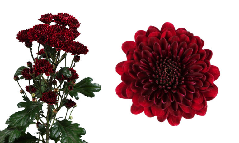 floritec_02122022090831