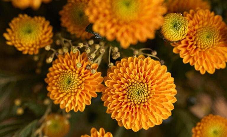 floritec_13122022090635