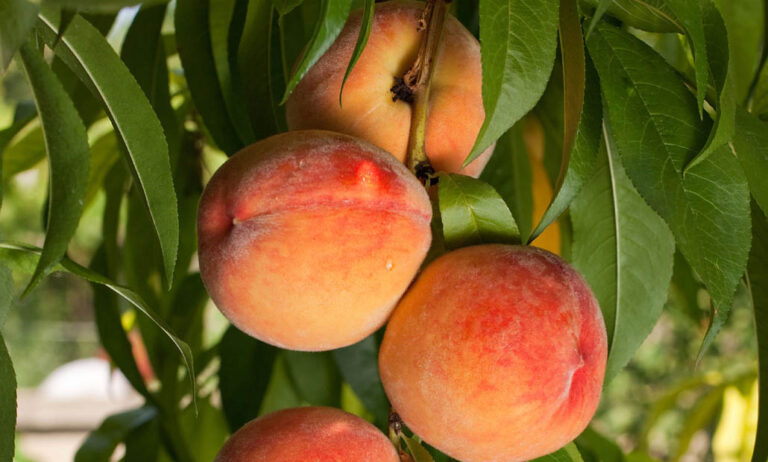 frutos-de-melocotoneros_05022020114706