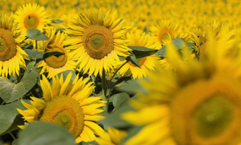 girasoles_20012020110743