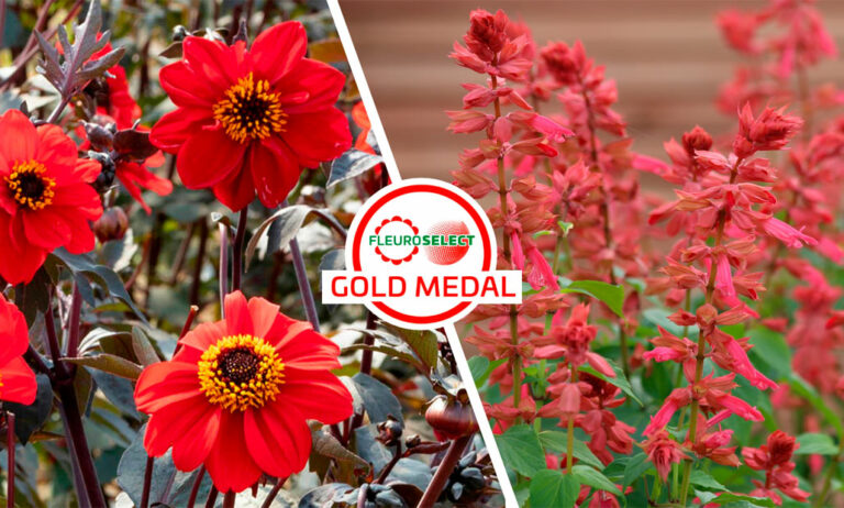 goldmedal_15012025095336