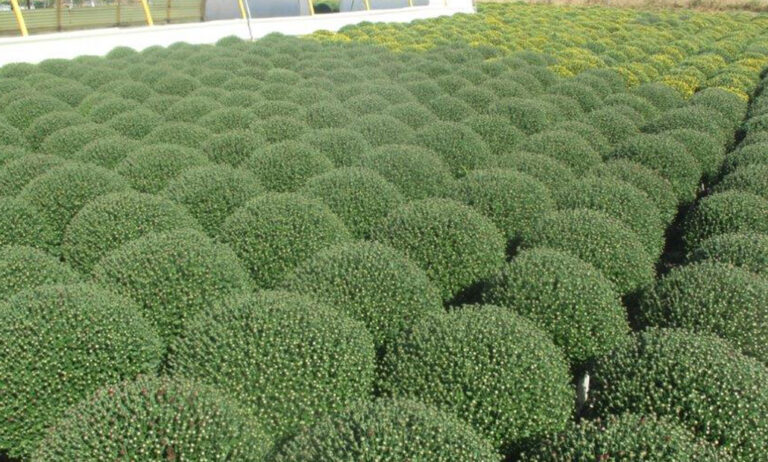 gramoflor_cultivo_premium_gx_17062024161643