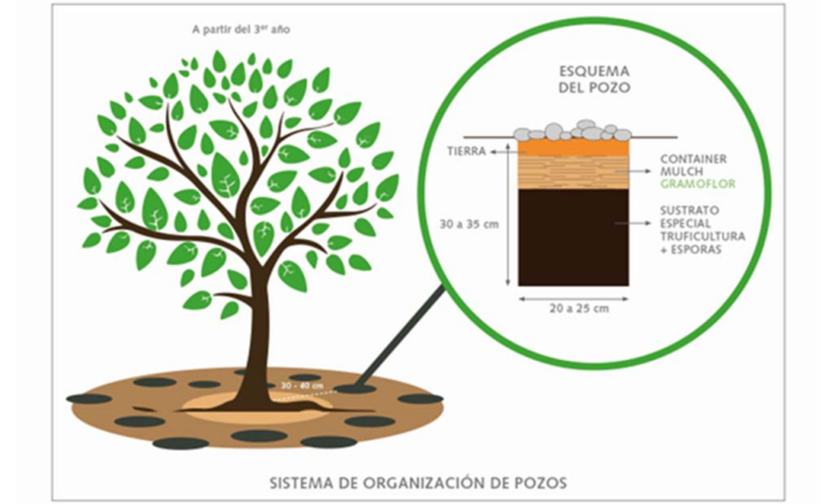 gramoflor_fitruf_gv_06032024090004